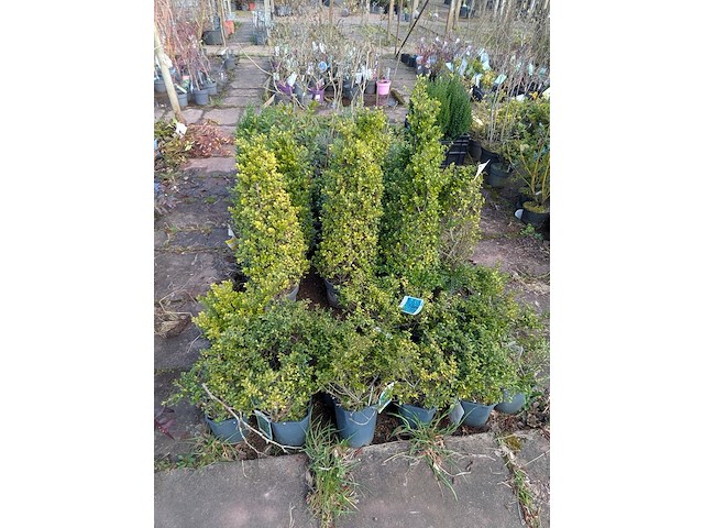 Partij planten en bomen in pot - afbeelding 22 van  76