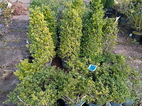 Partij planten en bomen in pot - afbeelding 22 van  76