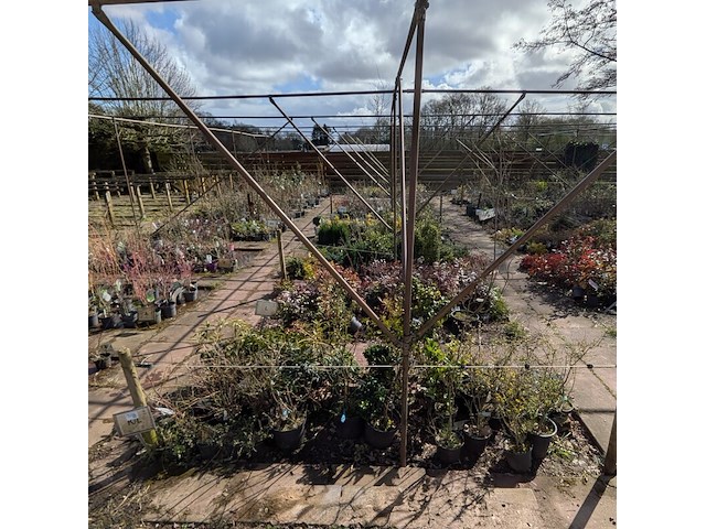 Partij planten en bomen in pot - afbeelding 12 van  76