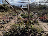 Partij planten en bomen in pot - afbeelding 12 van  76