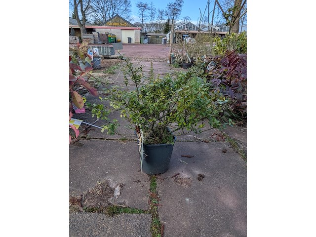 Partij planten en bomen in pot - afbeelding 24 van  76