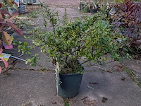 Partij planten en bomen in pot - afbeelding 24 van  76