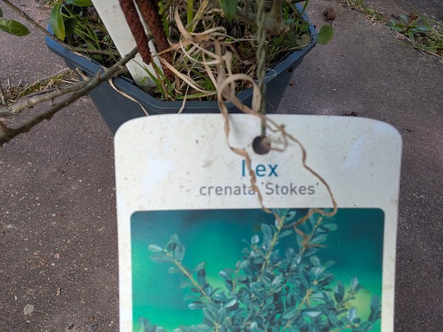 Partij planten en bomen in pot - afbeelding 25 van  76