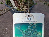 Partij planten en bomen in pot - afbeelding 25 van  76