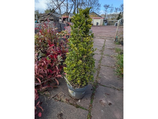 Partij planten en bomen in pot - afbeelding 26 van  76