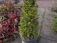 Partij planten en bomen in pot - afbeelding 26 van  76