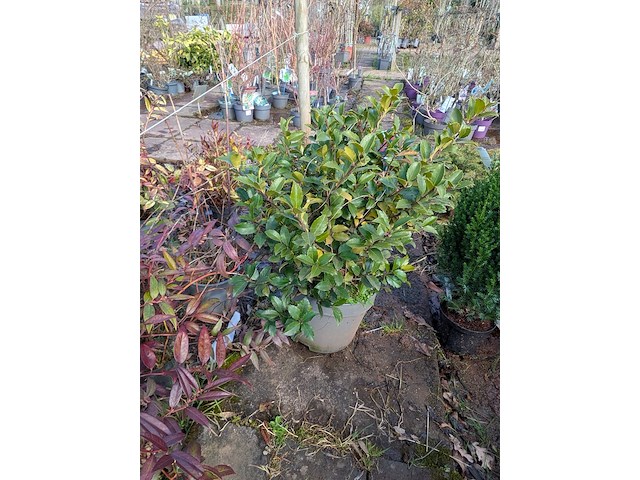 Partij planten en bomen in pot - afbeelding 27 van  76