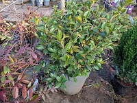 Partij planten en bomen in pot - afbeelding 27 van  76