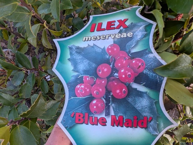 Partij planten en bomen in pot - afbeelding 28 van  76