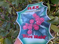 Partij planten en bomen in pot - afbeelding 28 van  76