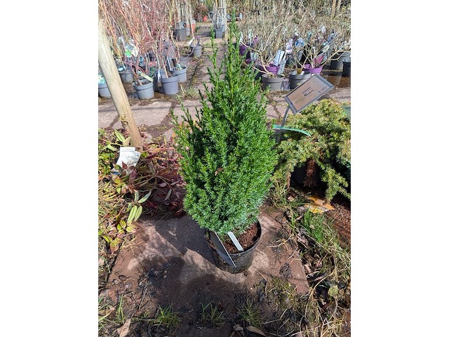 Partij planten en bomen in pot - afbeelding 29 van  76