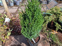 Partij planten en bomen in pot - afbeelding 29 van  76