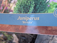 Partij planten en bomen in pot - afbeelding 30 van  76