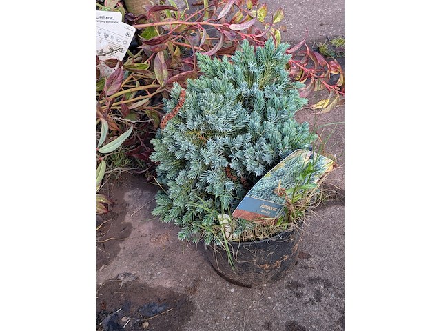 Partij planten en bomen in pot - afbeelding 31 van  76