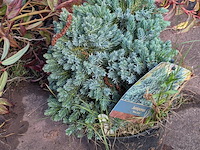 Partij planten en bomen in pot - afbeelding 31 van  76