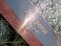 Partij planten en bomen in pot - afbeelding 32 van  76