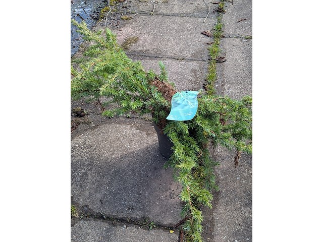 Partij planten en bomen in pot - afbeelding 33 van  76