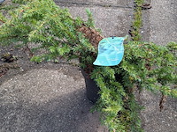 Partij planten en bomen in pot - afbeelding 33 van  76