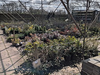 Partij planten en bomen in pot - afbeelding 23 van  76