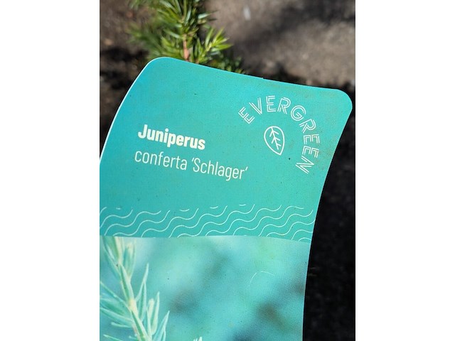 Partij planten en bomen in pot - afbeelding 35 van  76