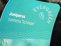 Partij planten en bomen in pot - afbeelding 35 van  76