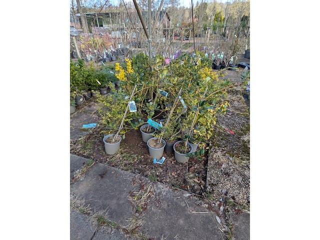 Partij planten en bomen in pot - afbeelding 36 van  76
