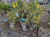 Partij planten en bomen in pot - afbeelding 36 van  76