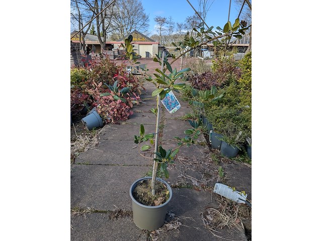 Partij planten en bomen in pot - afbeelding 37 van  76