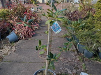Partij planten en bomen in pot - afbeelding 37 van  76