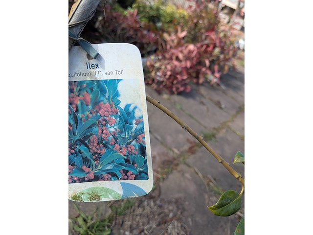 Partij planten en bomen in pot - afbeelding 38 van  76