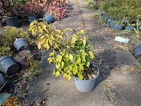 Partij planten en bomen in pot - afbeelding 39 van  76