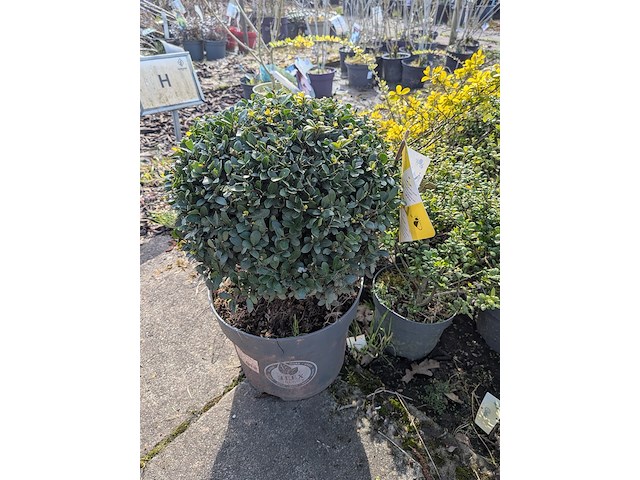 Partij planten en bomen in pot - afbeelding 40 van  76