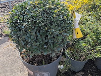 Partij planten en bomen in pot - afbeelding 40 van  76