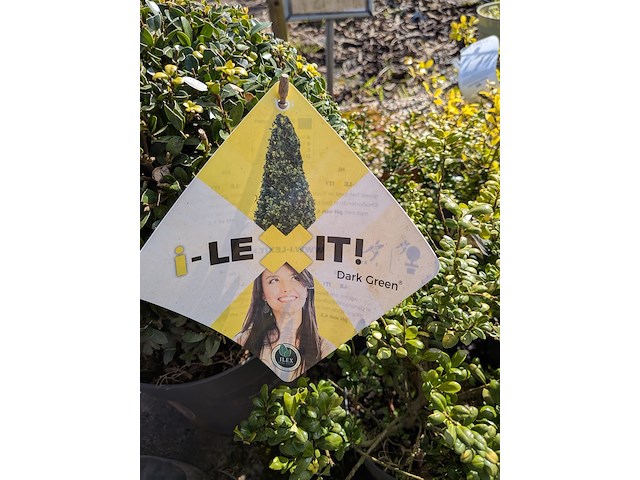 Partij planten en bomen in pot - afbeelding 41 van  76