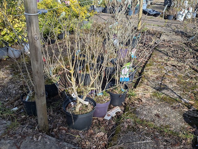 Partij planten en bomen in pot - afbeelding 42 van  76