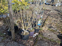 Partij planten en bomen in pot - afbeelding 42 van  76