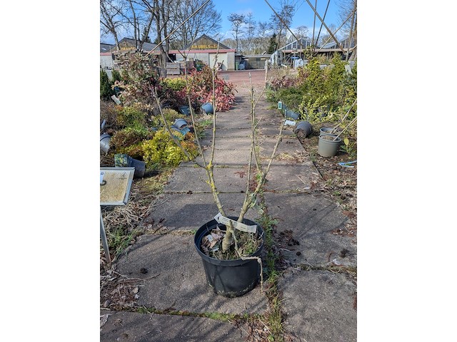 Partij planten en bomen in pot - afbeelding 43 van  76