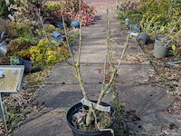 Partij planten en bomen in pot - afbeelding 43 van  76