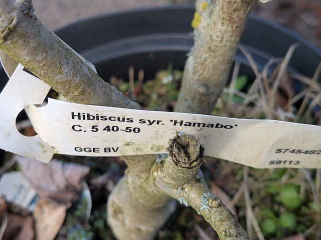 Partij planten en bomen in pot - afbeelding 44 van  76