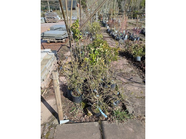 Partij planten en bomen in pot - afbeelding 34 van  76