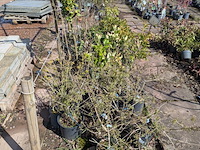 Partij planten en bomen in pot - afbeelding 34 van  76