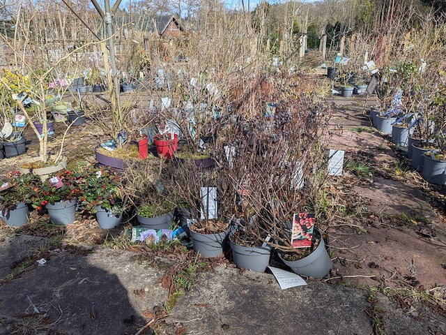 Partij planten en bomen in pot - afbeelding 46 van  76