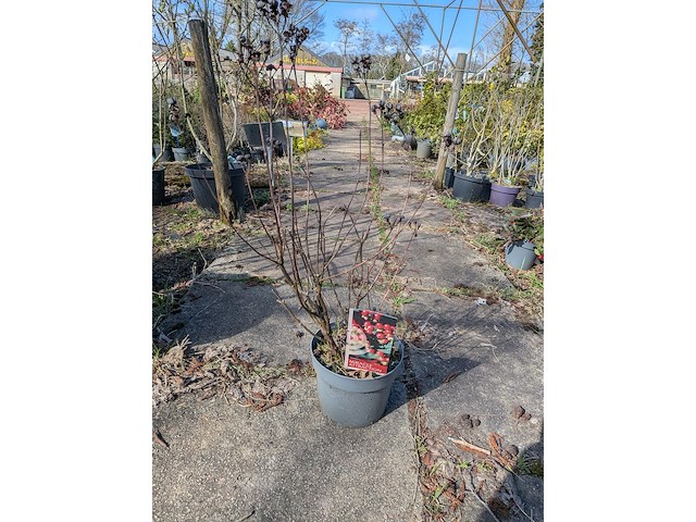 Partij planten en bomen in pot - afbeelding 47 van  76