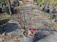 Partij planten en bomen in pot - afbeelding 47 van  76
