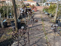 Partij planten en bomen in pot - afbeelding 48 van  76