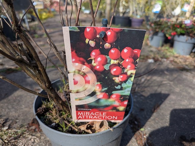 Partij planten en bomen in pot - afbeelding 49 van  76