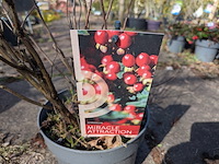 Partij planten en bomen in pot - afbeelding 49 van  76