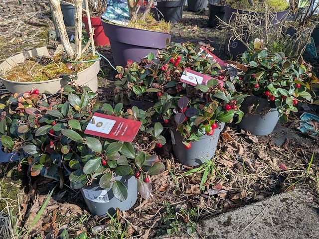 Partij planten en bomen in pot - afbeelding 50 van  76