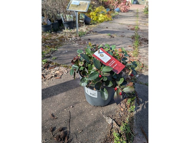 Partij planten en bomen in pot - afbeelding 51 van  76