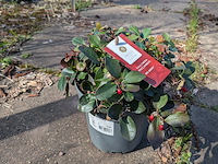 Partij planten en bomen in pot - afbeelding 51 van  76